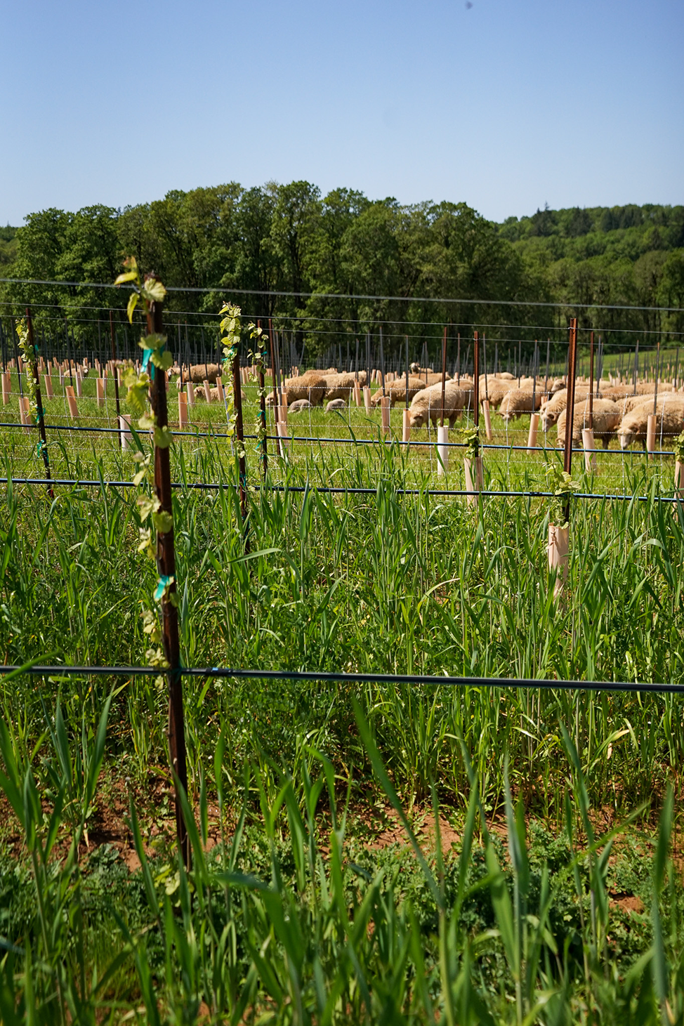 Green vineyard with young grapevines growing on trellises and a flock of sheep grazing in the background under a clear blue sky.