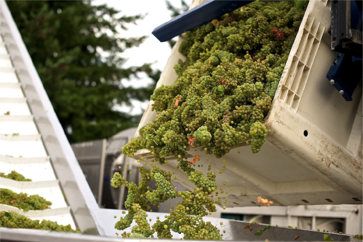 Green grapes being poured from a large plastic crate onto a white conveyor belt outdoors.