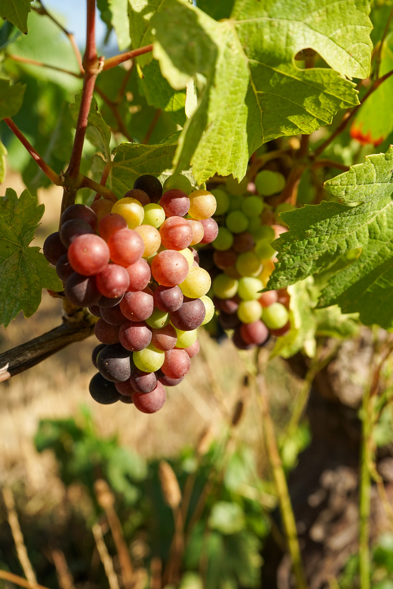 Cluster of multicolored grapes hanging on a vine among green leaves in a vineyard.
