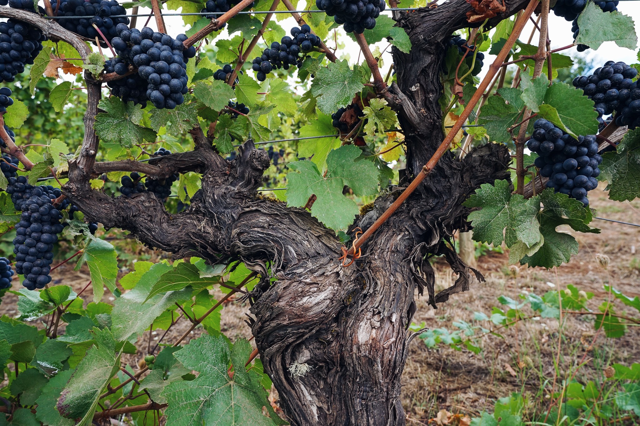 Sunlit vineyard surrounded by trees with a distant valley in the background.