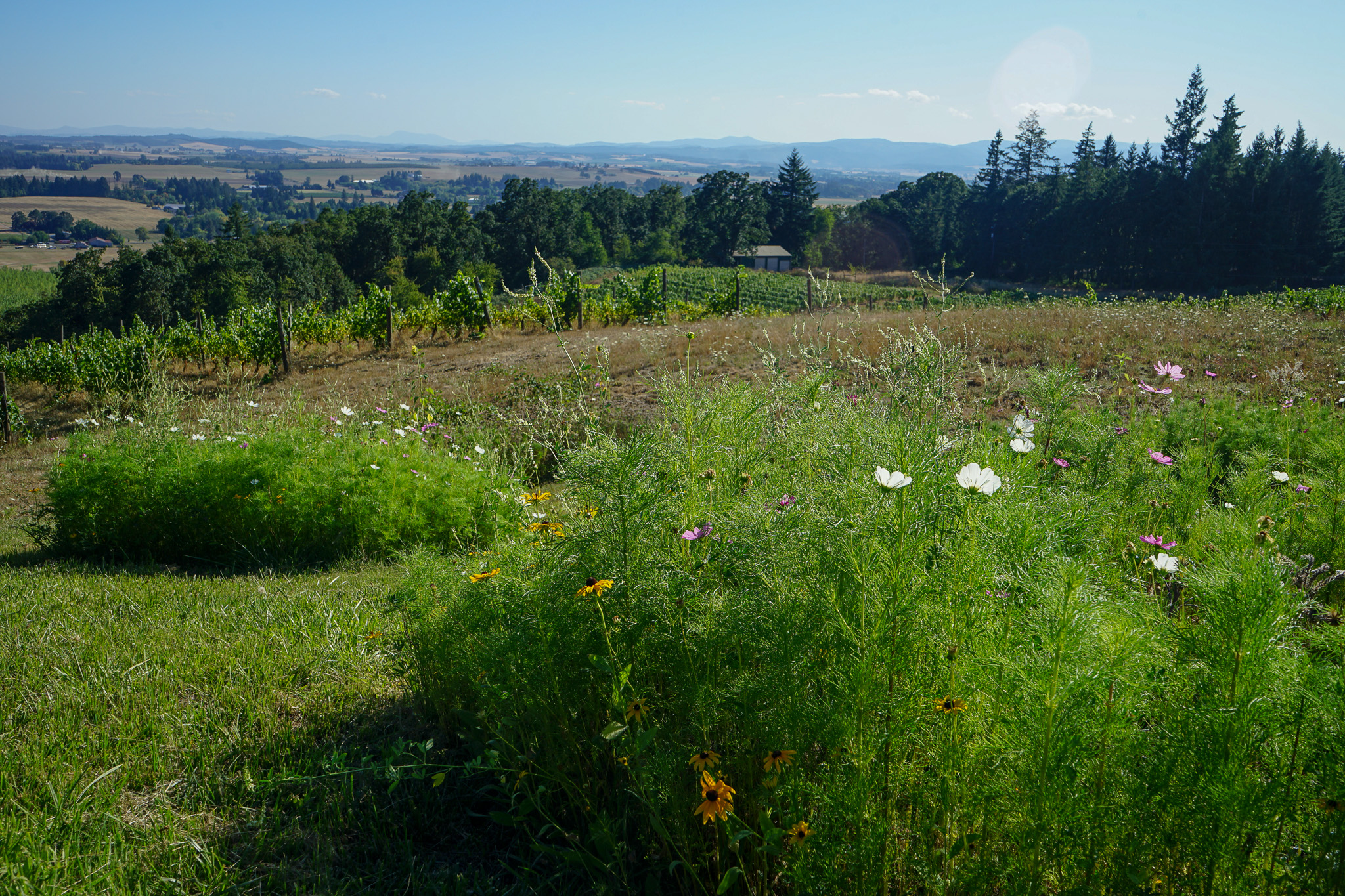 Two men walking through a green vineyard with trees and hills in the background.