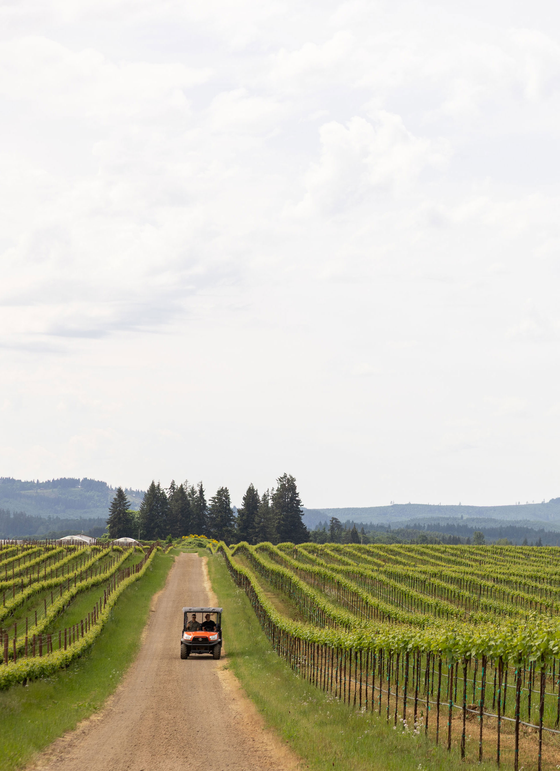Vineyard with green grapevines surrounded by dry grassland and framed by large tree branches at sunset.
