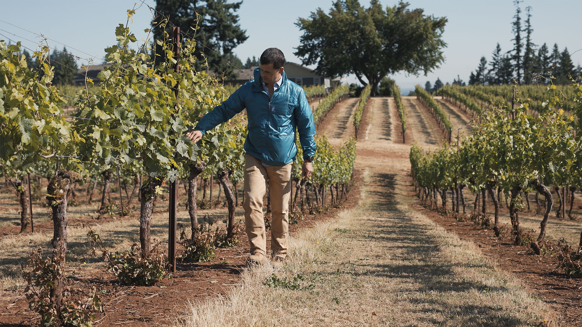 Person pruning a vine branch with red-handled pruning shears in a vineyard.
