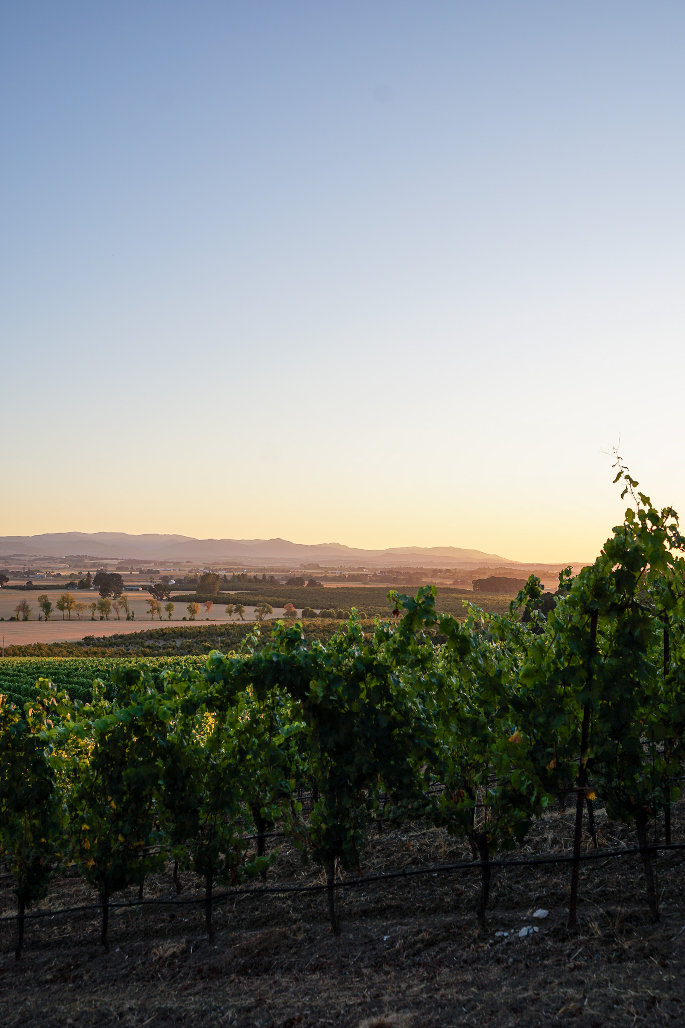 Person wearing a red knit sweater and blue jeans holding a bottle of 2022 Pinot Noir wine outdoors near tall grass.