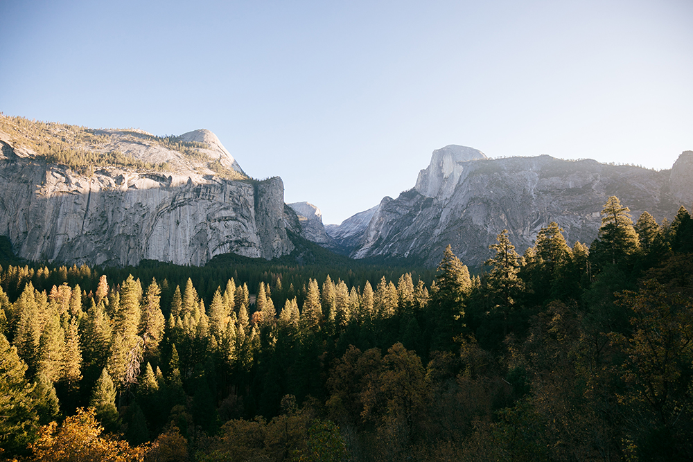 Sunlit pine forest with towering granite cliffs and clear blue sky in Yosemite National Park.