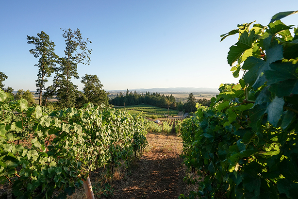 Vineyard rows with green grapevines under a clear blue sky, overlooking trees and distant hills.