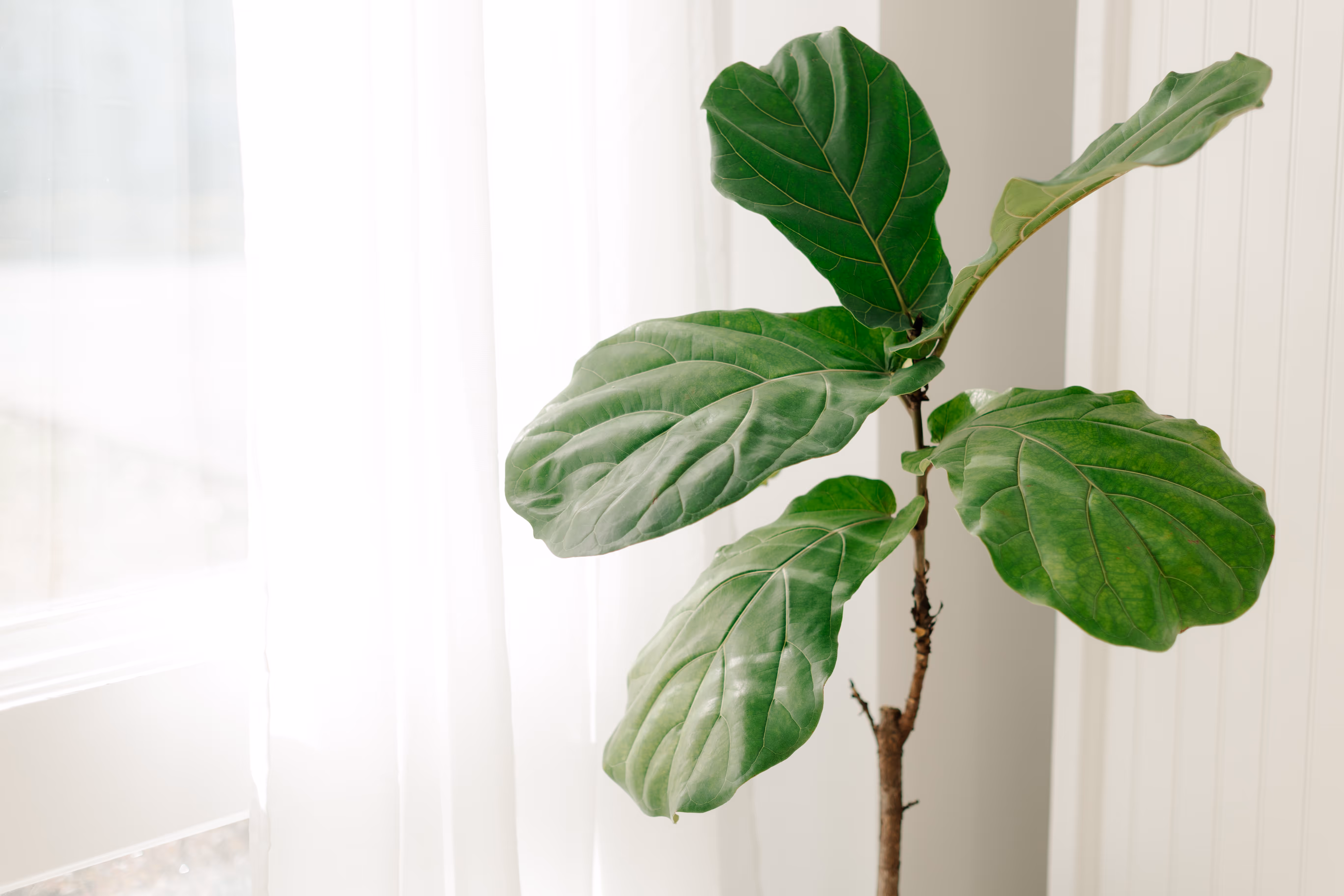 A small plant next to a window at Brightroom Studio
