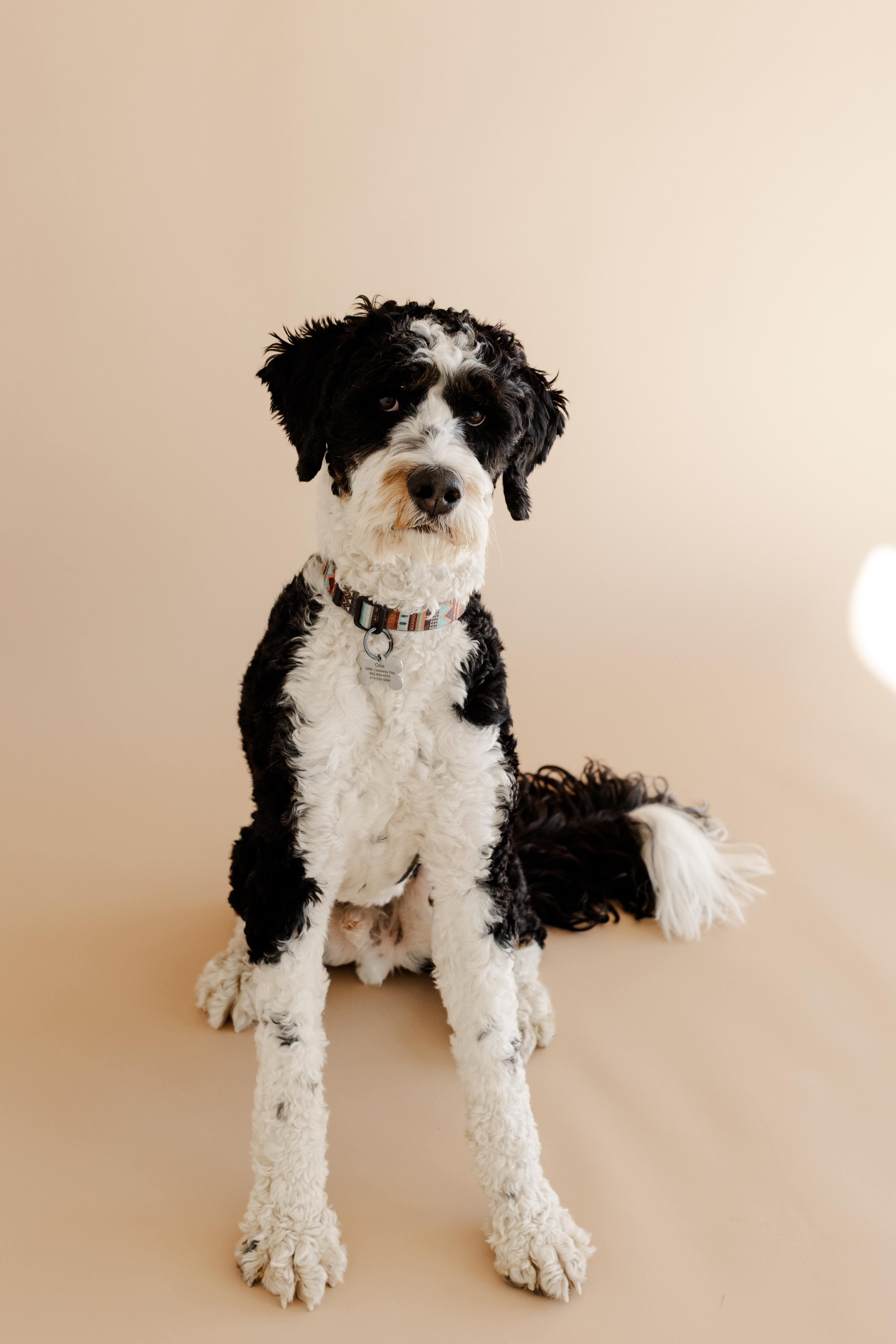 Black and white curly-haired dog sitting on a beige background wearing a colorful collar.