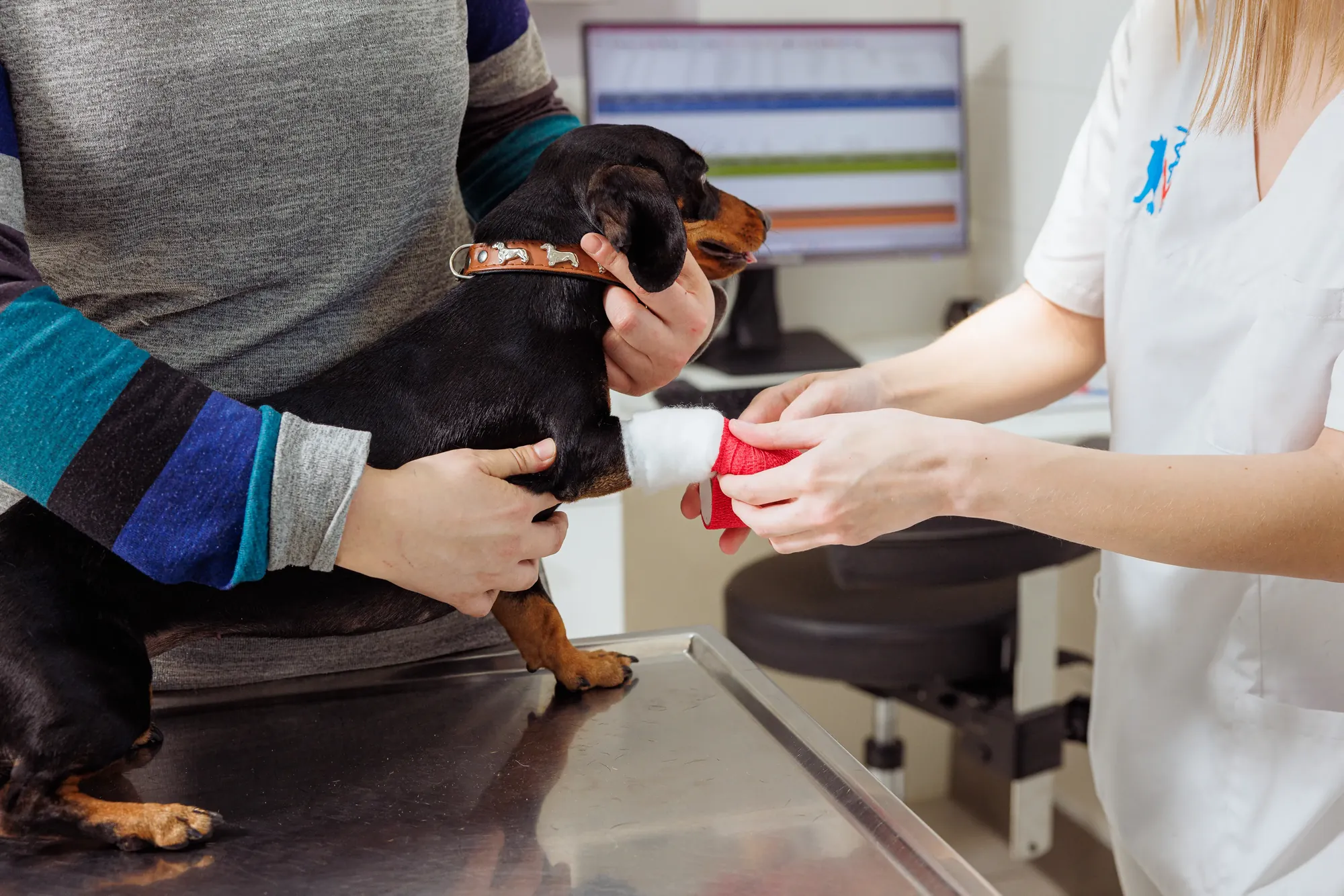 Ein Hund erhält einen Pfotenverband