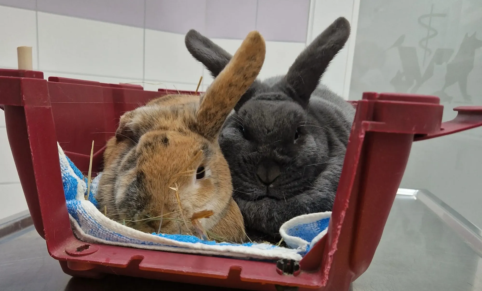 Zwei Kaninchen in der Tierarztpraxis Rödiger