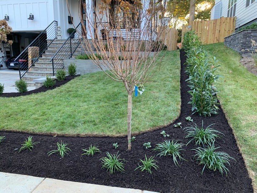 A manicured front yard with a sloped green lawn bordered by garden beds of fresh dark mulch. The beds contain small ornamental grasses, a young tree, and a row of evergreen shrubs, set against a modern white house with stone steps.