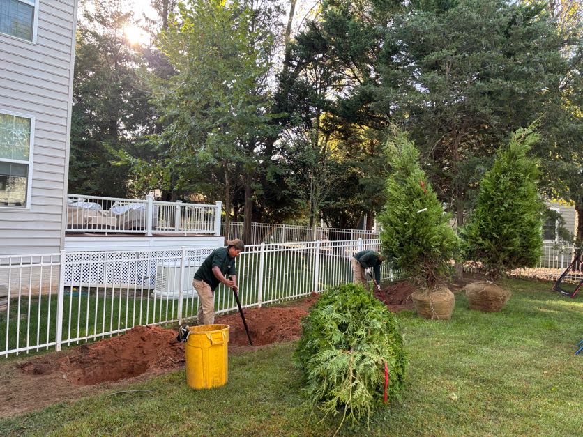 Greener Lawn crew installing balled-and-burlapped evergreen shrubs along a fence line at a property in Northern Virginia