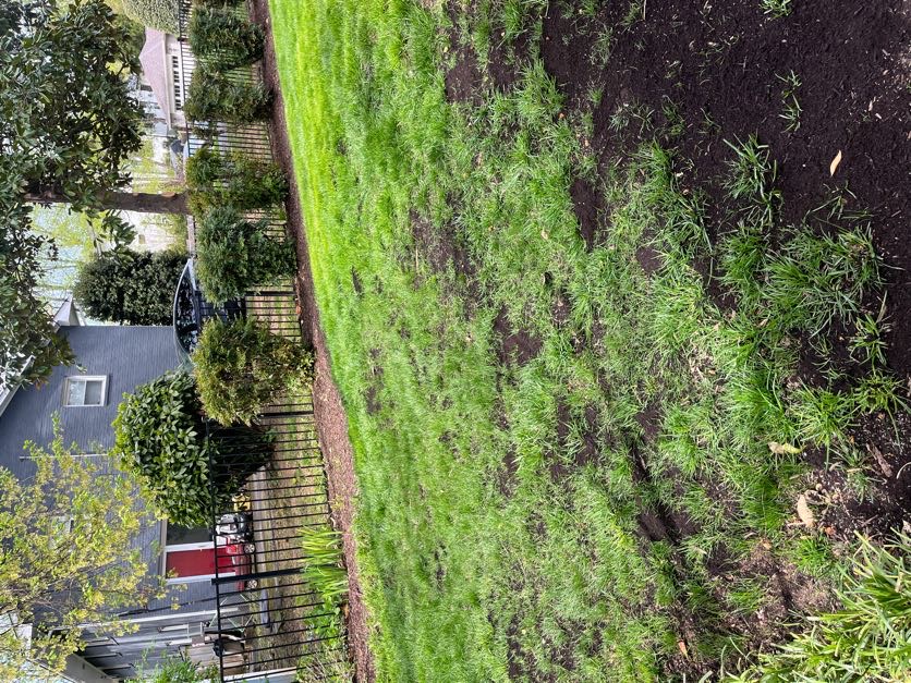 Residential lawn with fresh compost top dressing settling into the turf at a Northern Virginia home