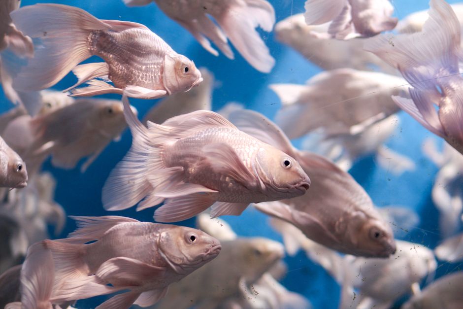 How To Move An Aquarium