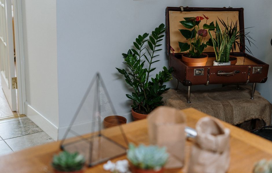 How To Move Houseplants