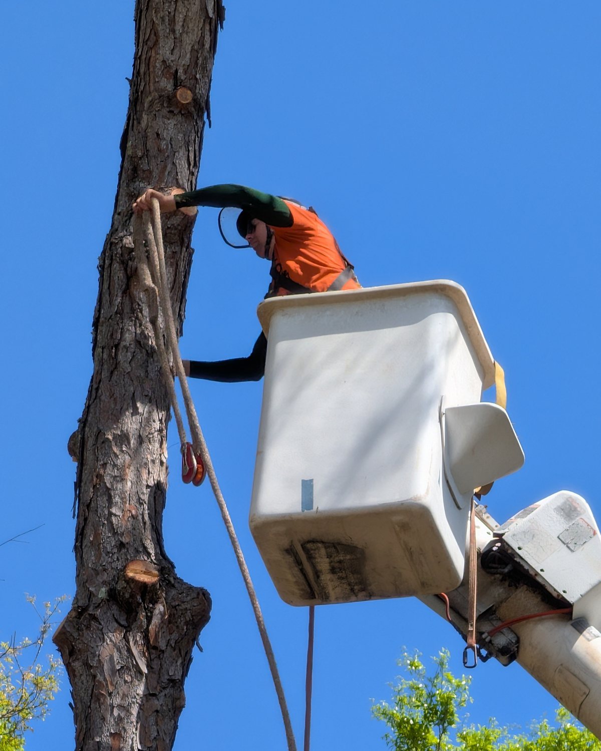 Bucket lift operator working beside a tall pine tree during professional tree service