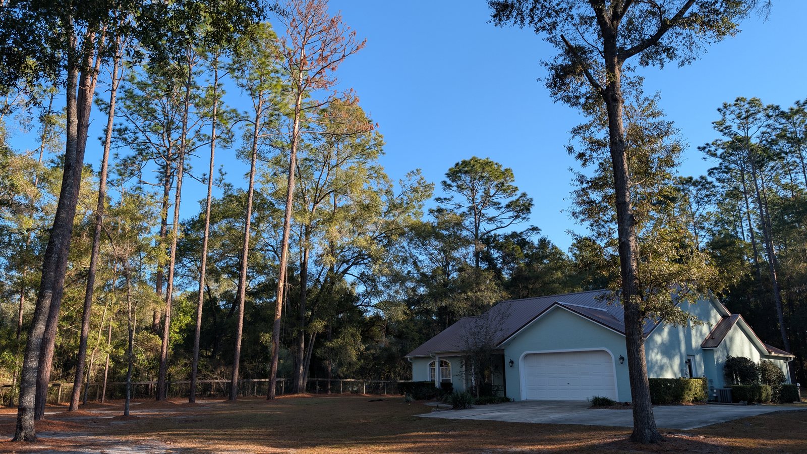 Before photo showing tall pine trees near a home before removal work