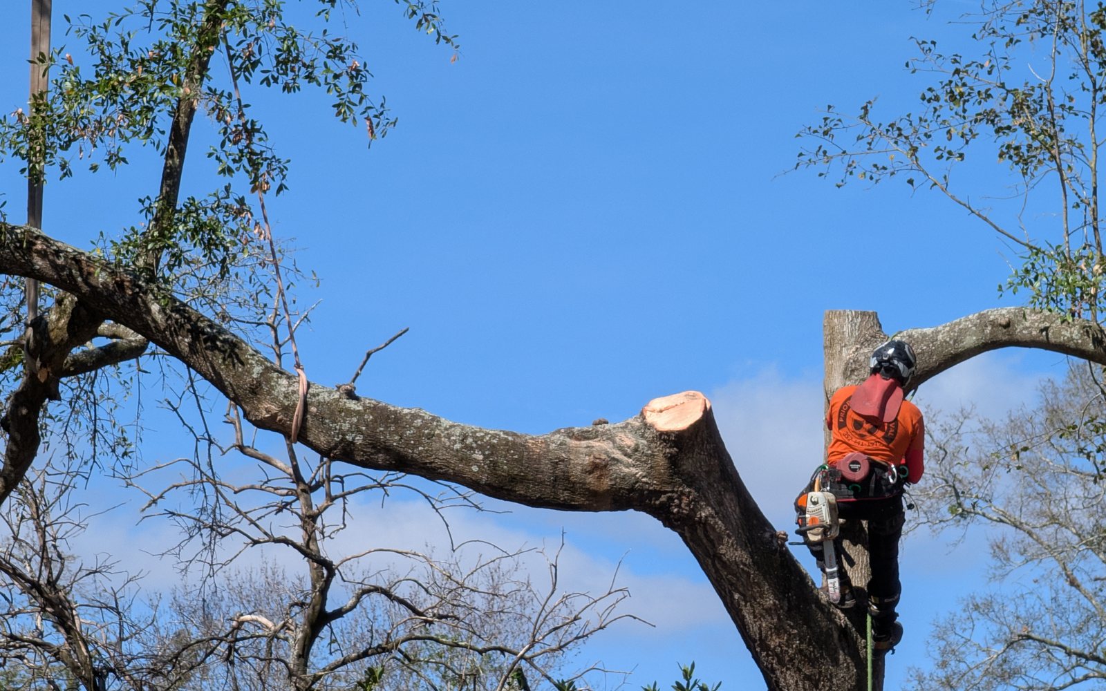 Priority Tree Removal climber rigging a large limb during technical tree removal in Gainesville Florida