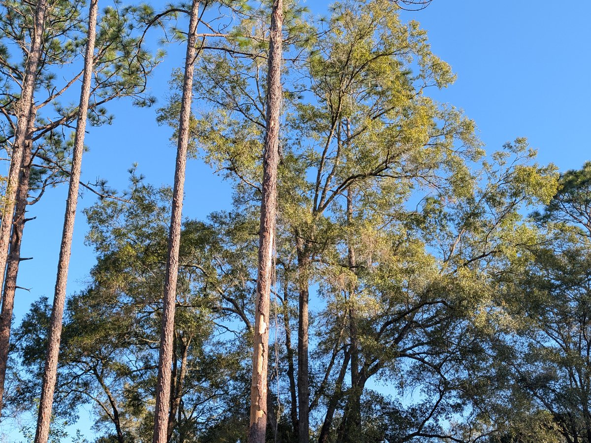 Tall pine trees near a residential property before hazardous tree removal