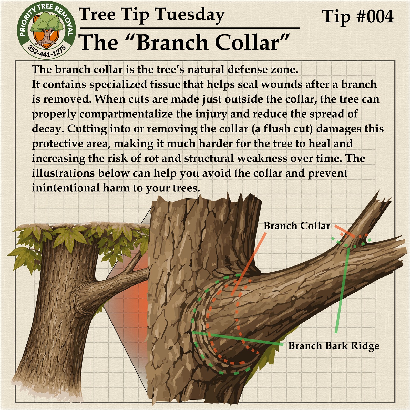 Tree Tip Tuesday Tip 004 graphic explaining the branch collar and proper pruning cuts