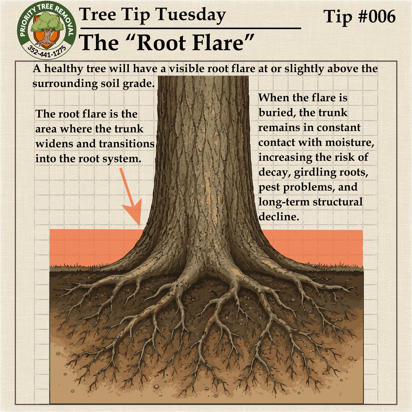 Tree Tip Tuesday Tip 006 graphic explaining visible root flare and tree health
