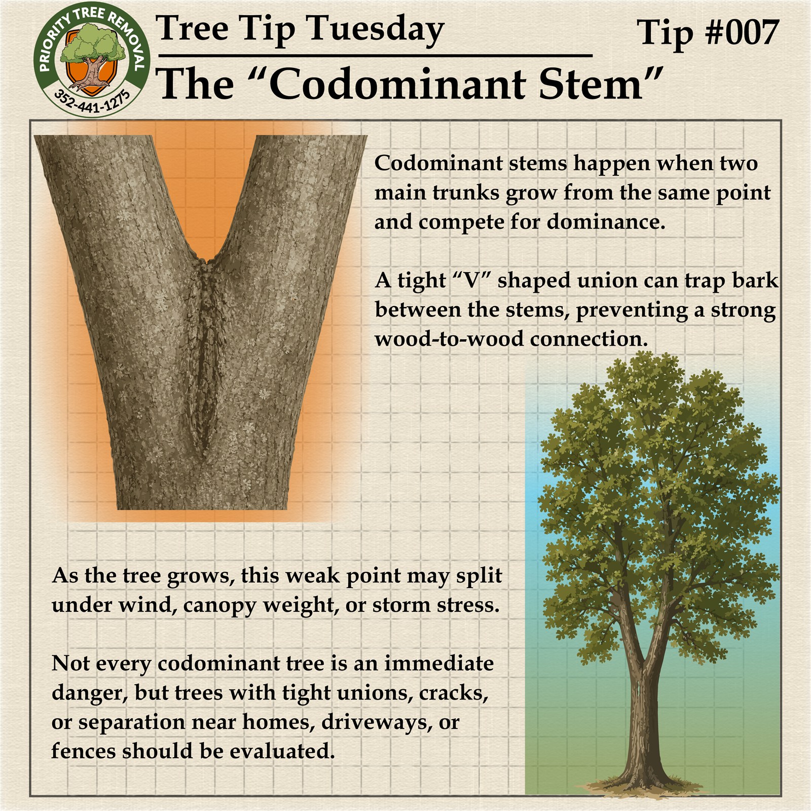 Tree Tip Tuesday Tip 007 graphic about codominant stems and weak branch unions