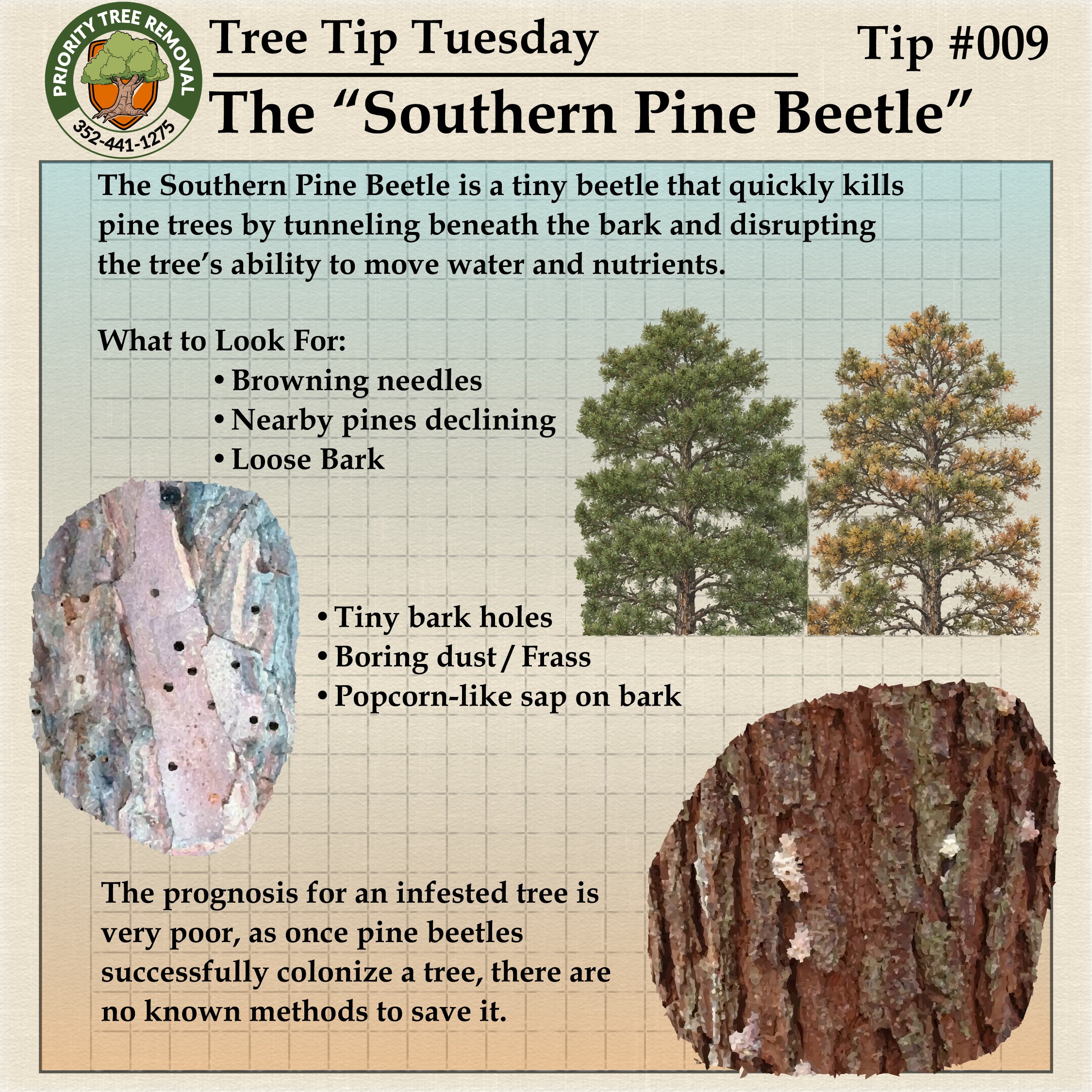 Tree Tip Tuesday Tip 009 graphic about southern pine beetles and pine tree decline