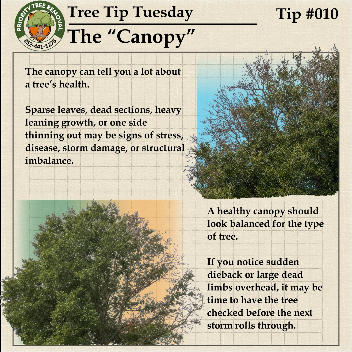 Tree Tip Tuesday Tip 010 graphic explaining canopy health, thinning, dieback, and storm-damage warning signs