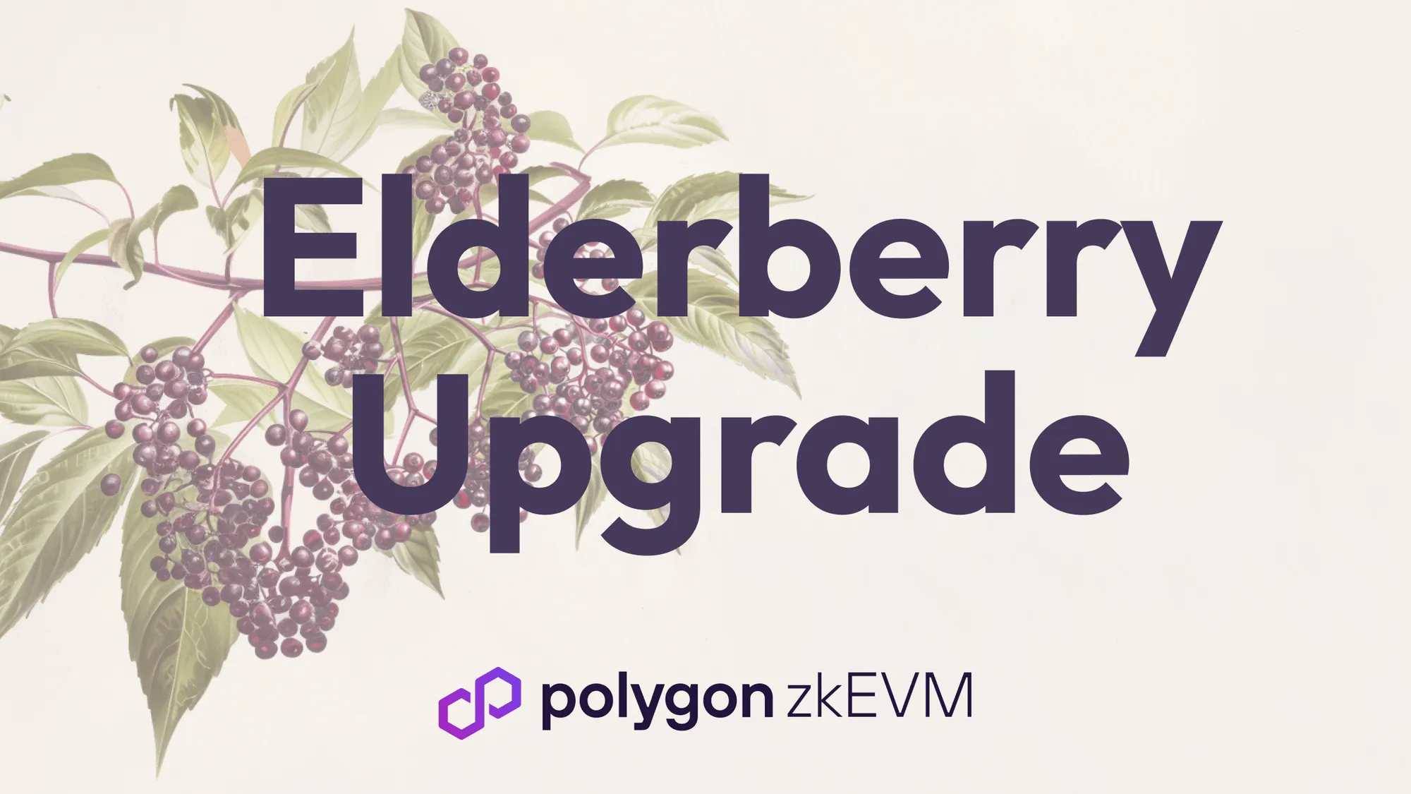 Polygon zkEVM: Elderberry Upgrade Coming to Mainnet Beta