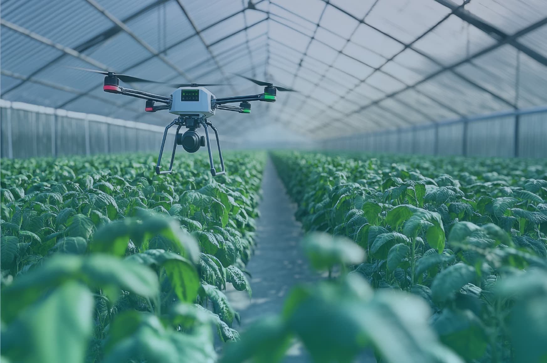 Drone monitoring crops inside a greenhouse