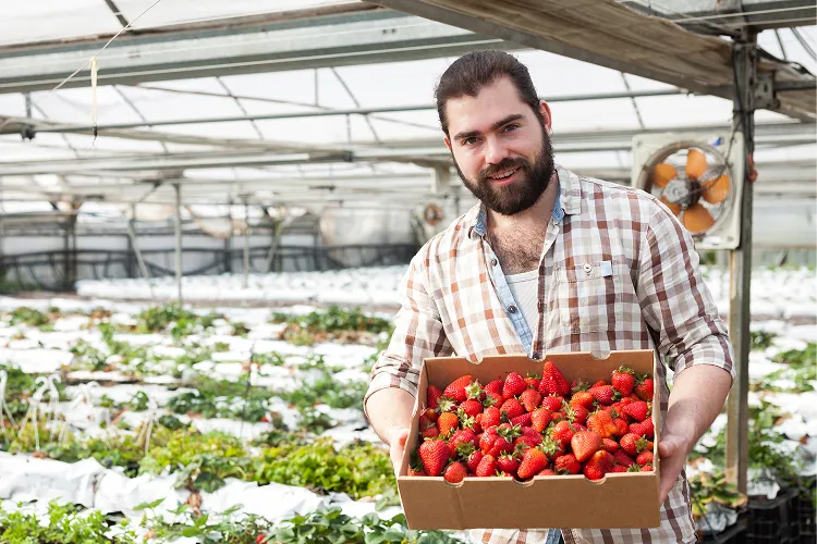 Smiling man with beard holding a box full of fresh strawberries inside a greenhouse farm.