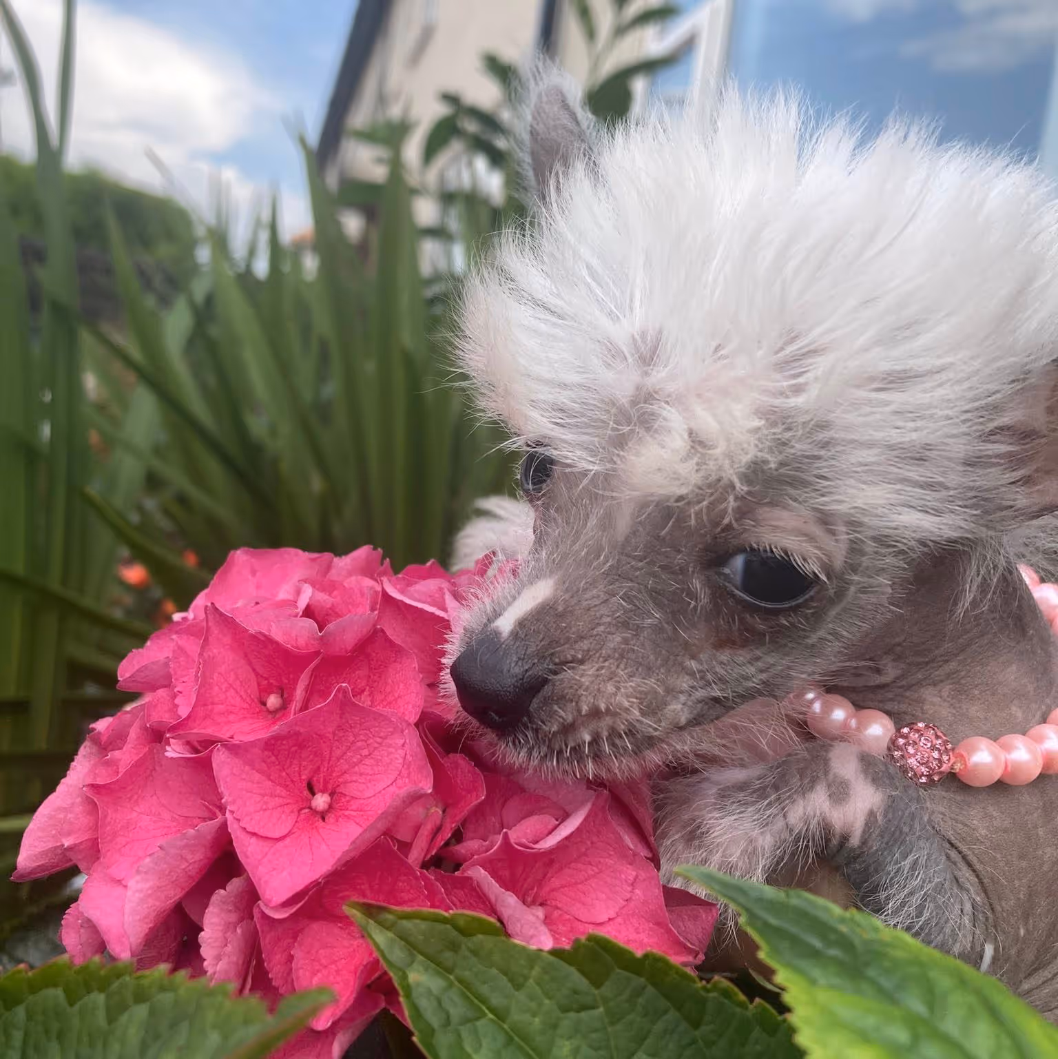 A second cute puppy posing with a pink flower.