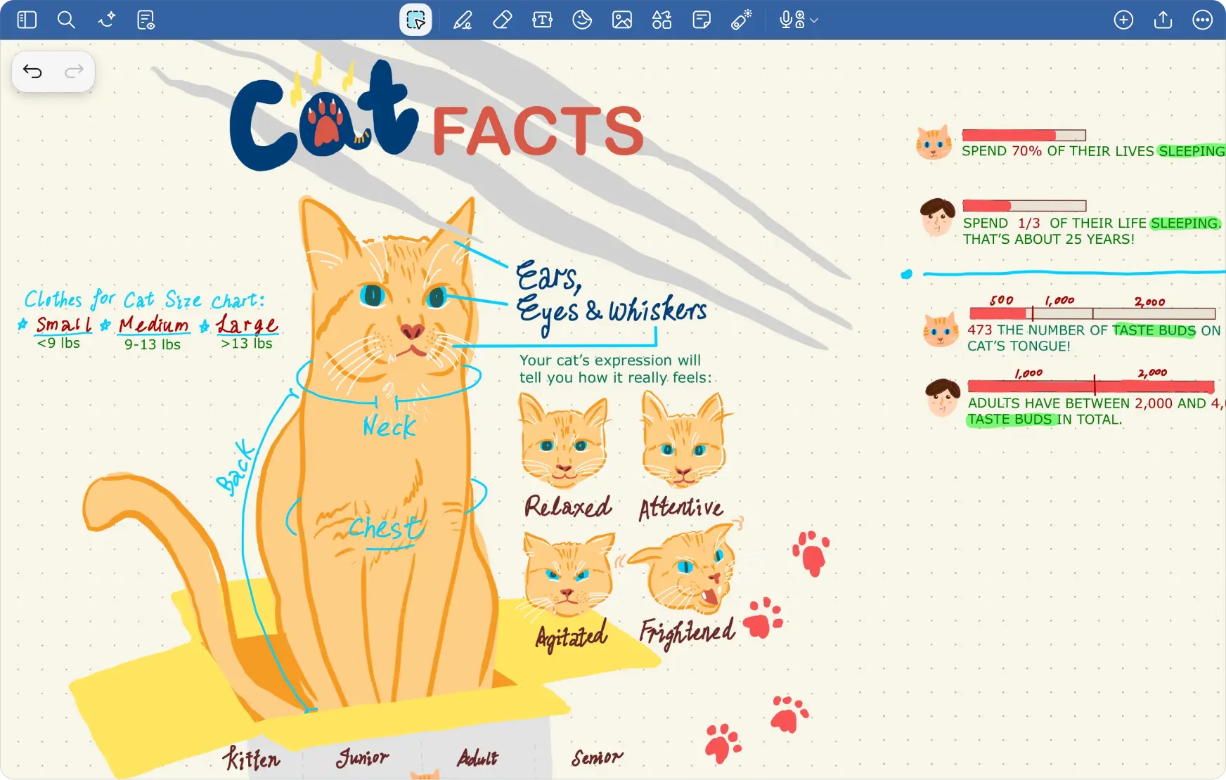 猫の解剖学、表情、睡眠に関する豆知識、味蕾、そして猫用服のサイズ表をまとめたインフォグラフィック。