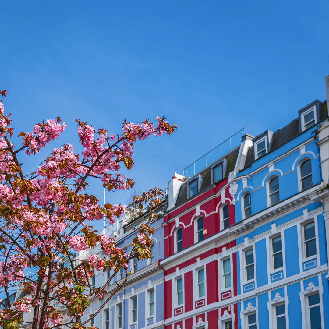 Pink blossoms on tree branches in front of colorful red and blue row houses under a clear blue sky.