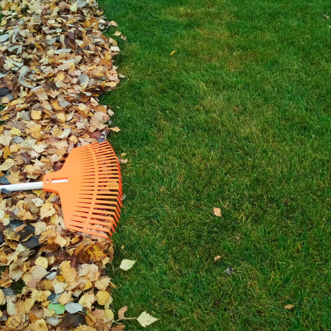 fall cleanup chesapeake