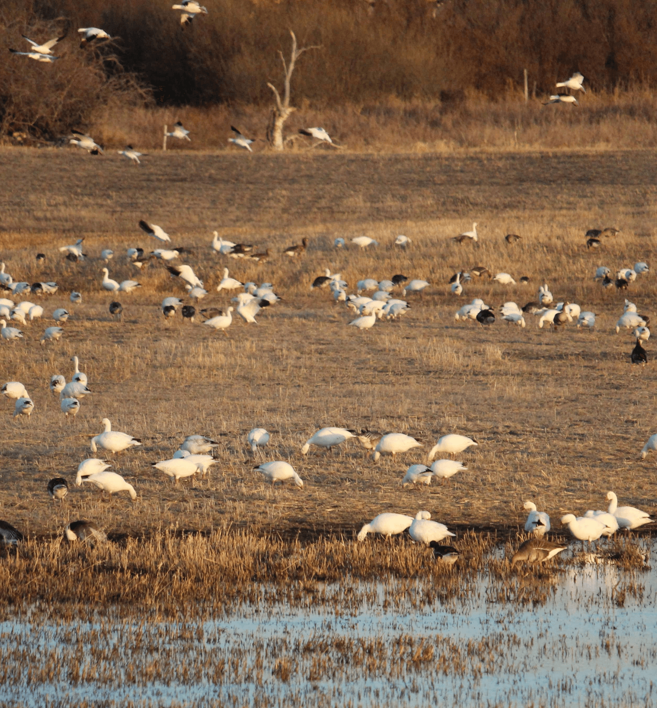 Waterfowl Hunting Package