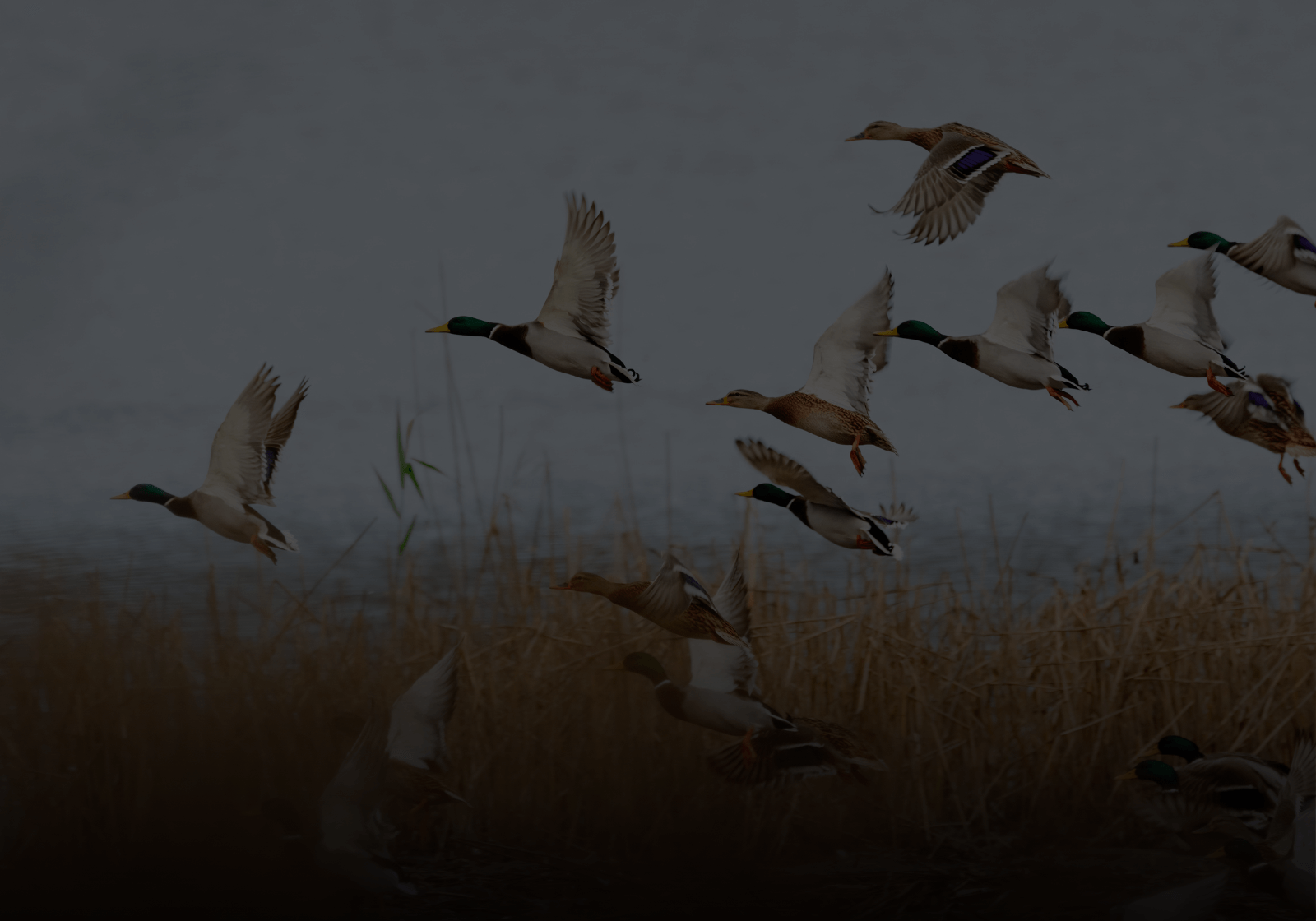 Waterfowl Hunting Package