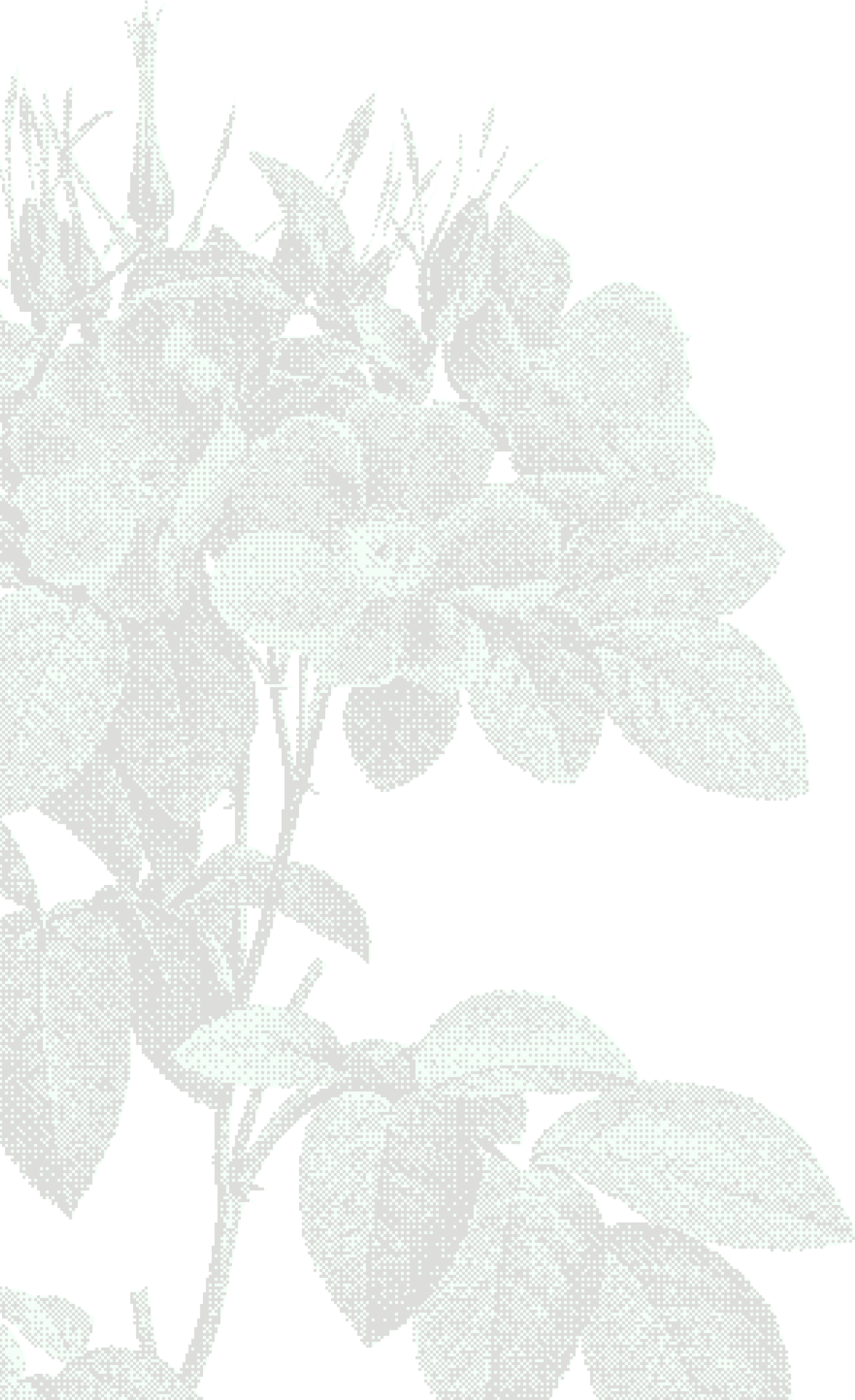 Decorative flower background graphic