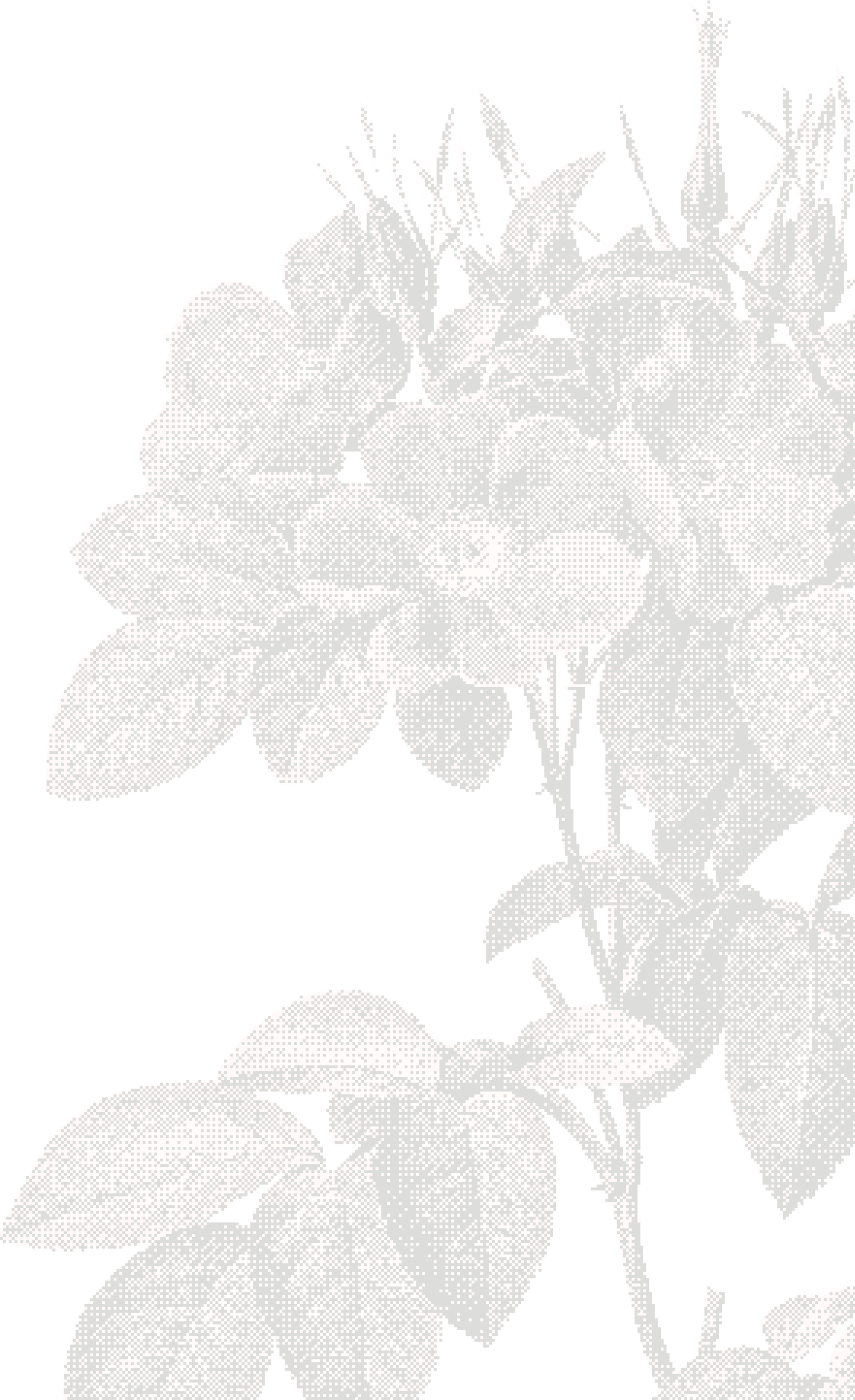 Decorative flower background graphic