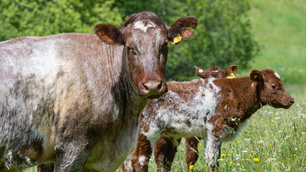 Cows grazing
