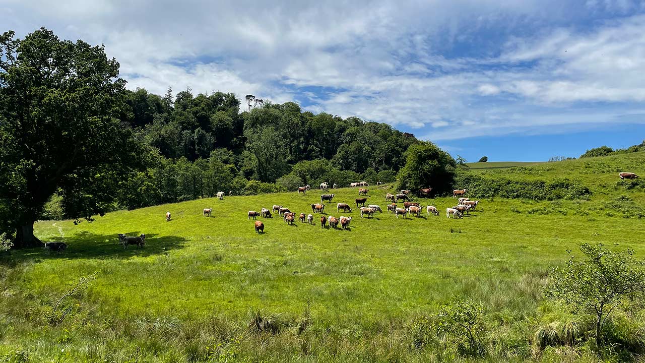Grazing fields
