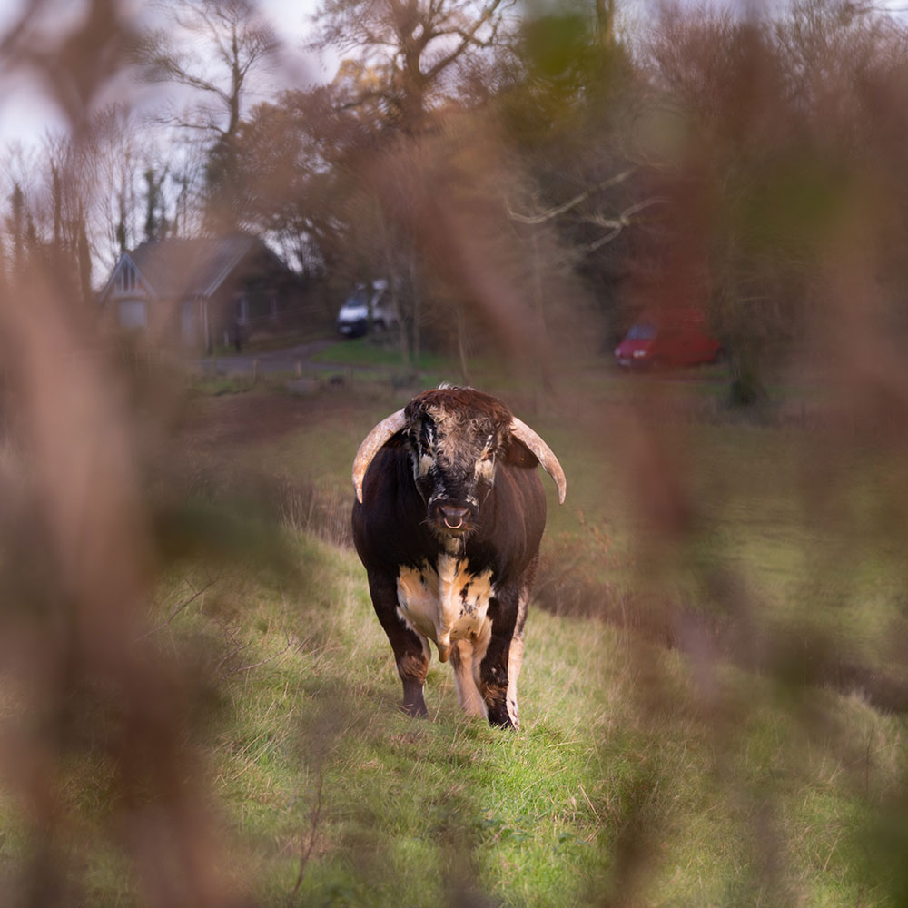 Spring at Rare & Pasture