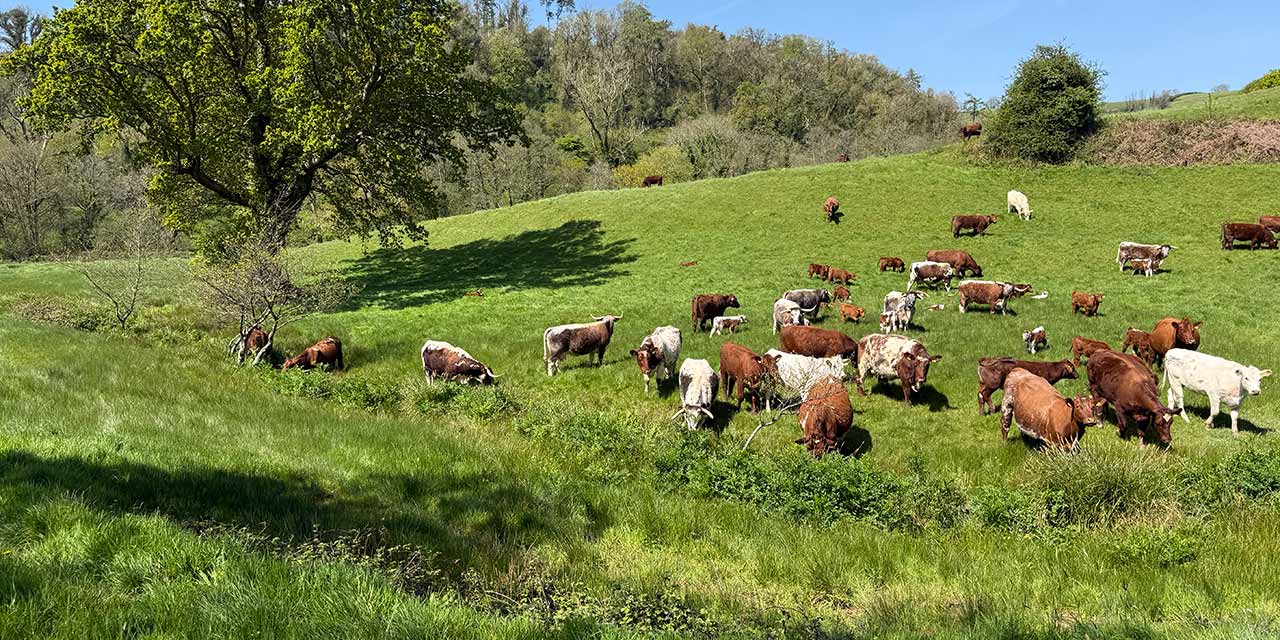 The UK's land is ideal for regenerative livestock farming.