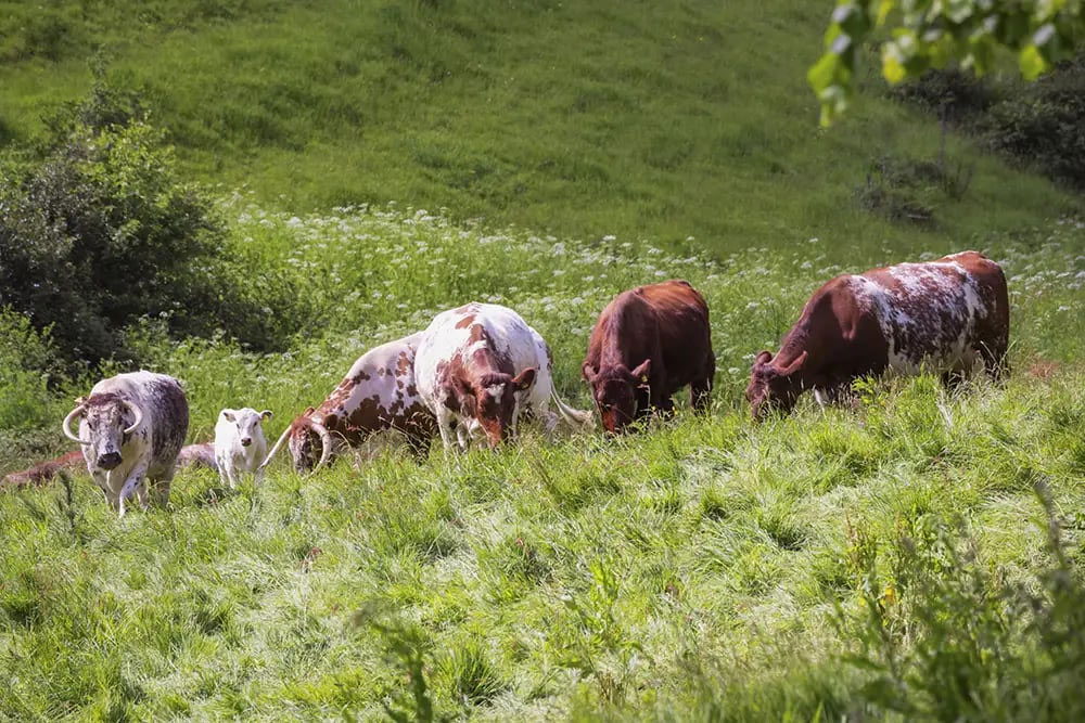 Longhorns grazing