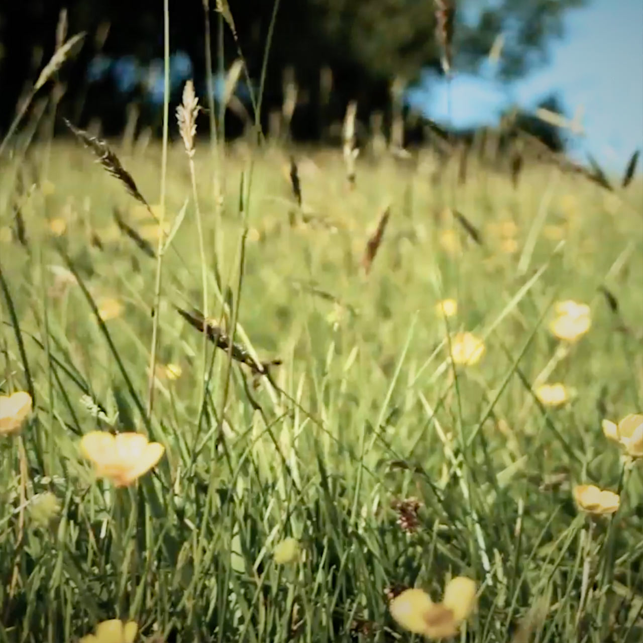Meadow