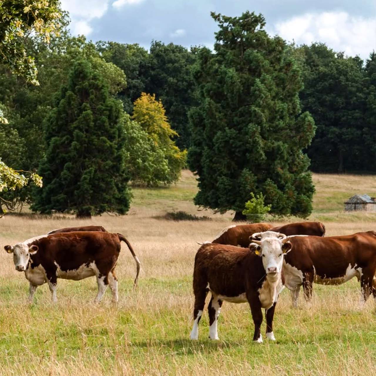 Cows grazing