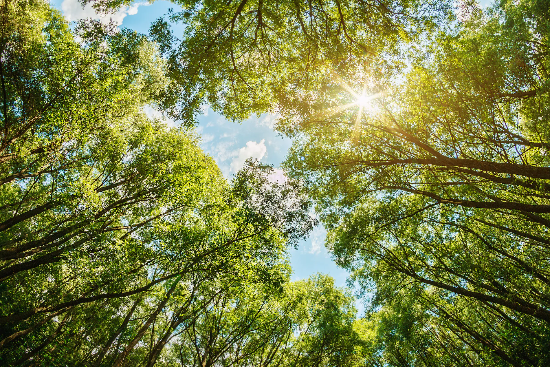 Sunlight filters through a canopy of green trees against a bright blue sky.