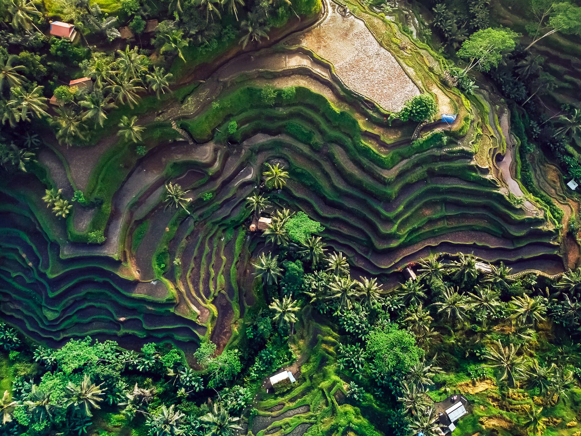 Aerial view of terraced rice fields with lush greenery and palm trees in Bali, Indonesia.
