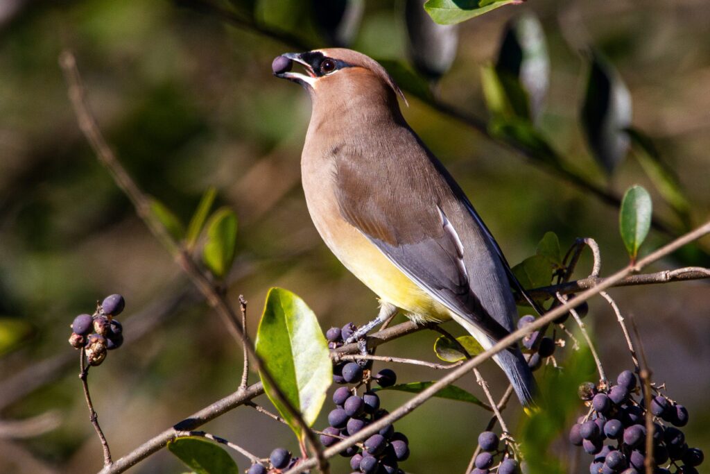 An image of a bird eating purple berries off of a tree. The bird is  brown, yellow, and purple with a black beak. Image by Joshua J. Cotten on Upsplash.