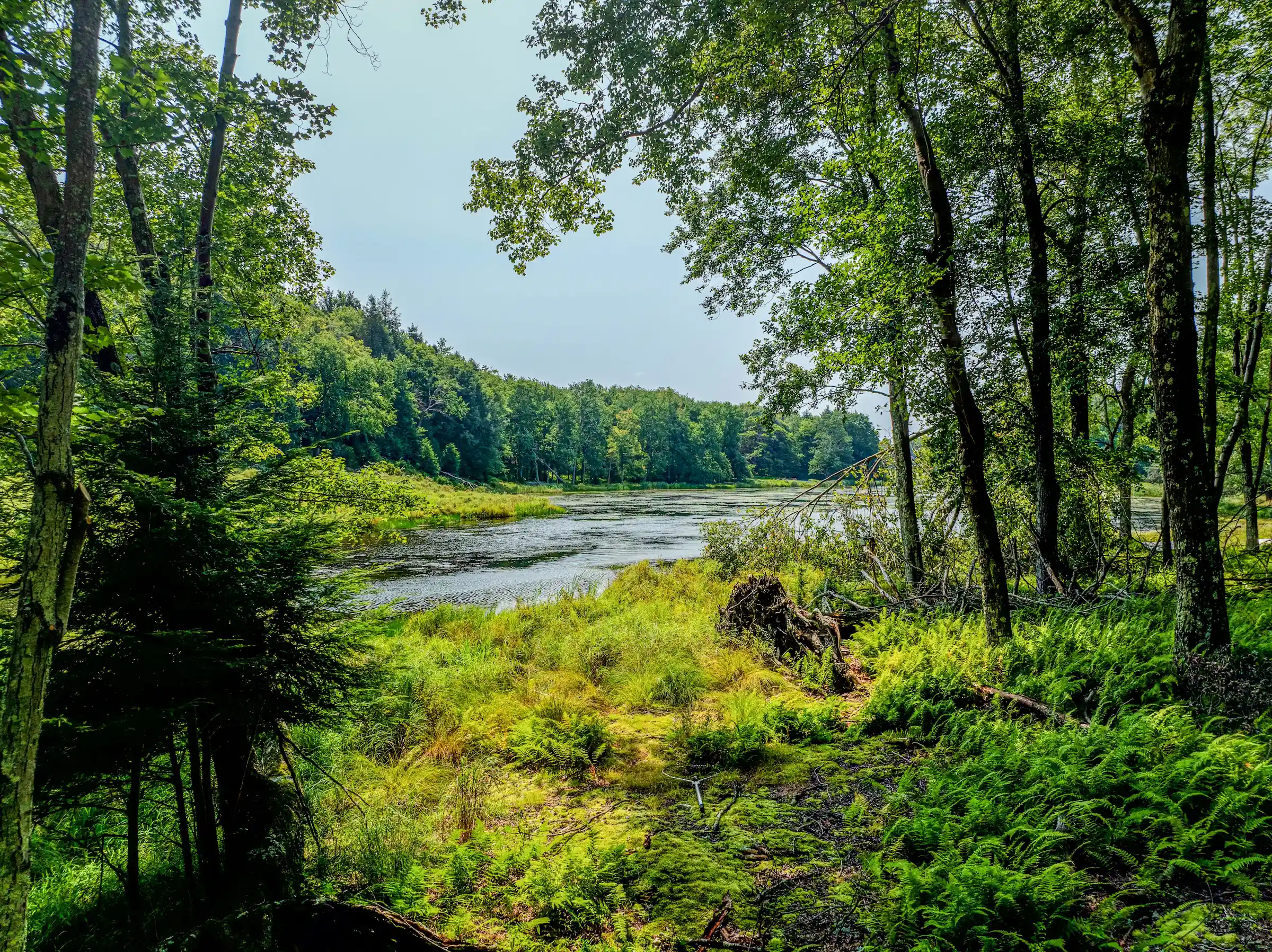 Ground-level view of the marsh and lake ringed by tall trees and ferns near Camp Double Oak